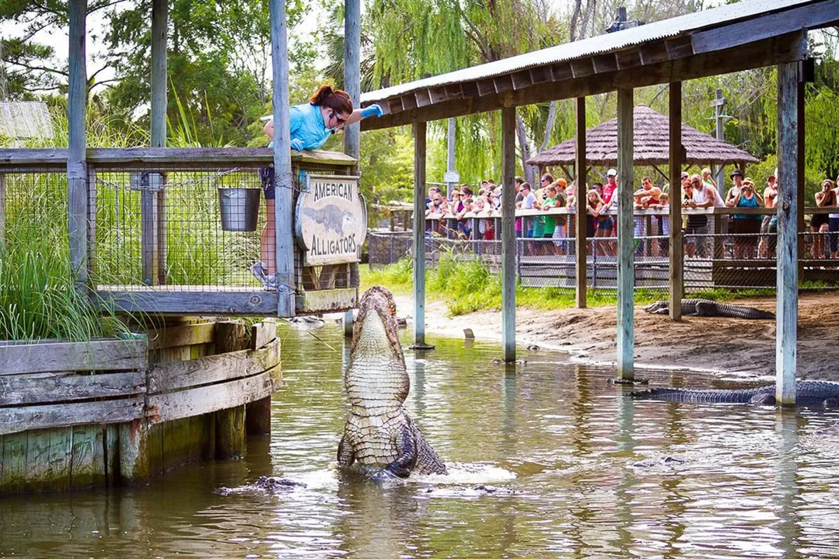 A girl leans excitedly over a railing toward an alligator while a crowd of spectators watches an engaging wildlife presentation. The scene is set outdoors, emphasizing adventure and hands-on educational fun.